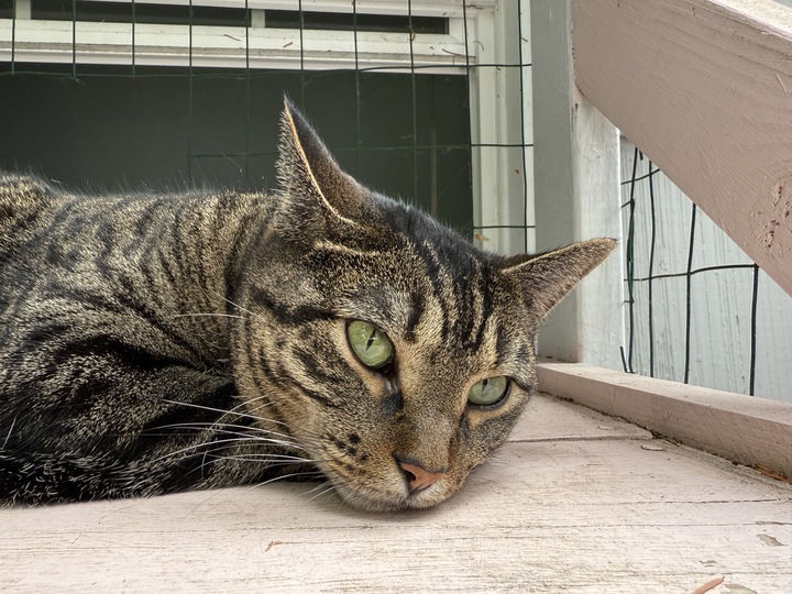 Tabby cat lying down