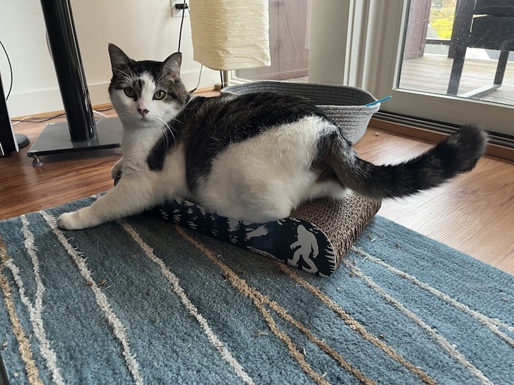 Patched tabby cat on floor
