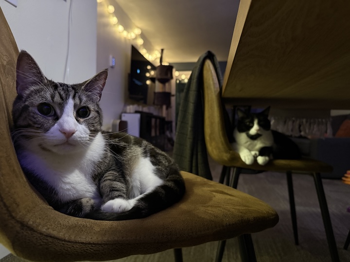 Two cats on dinner chairs