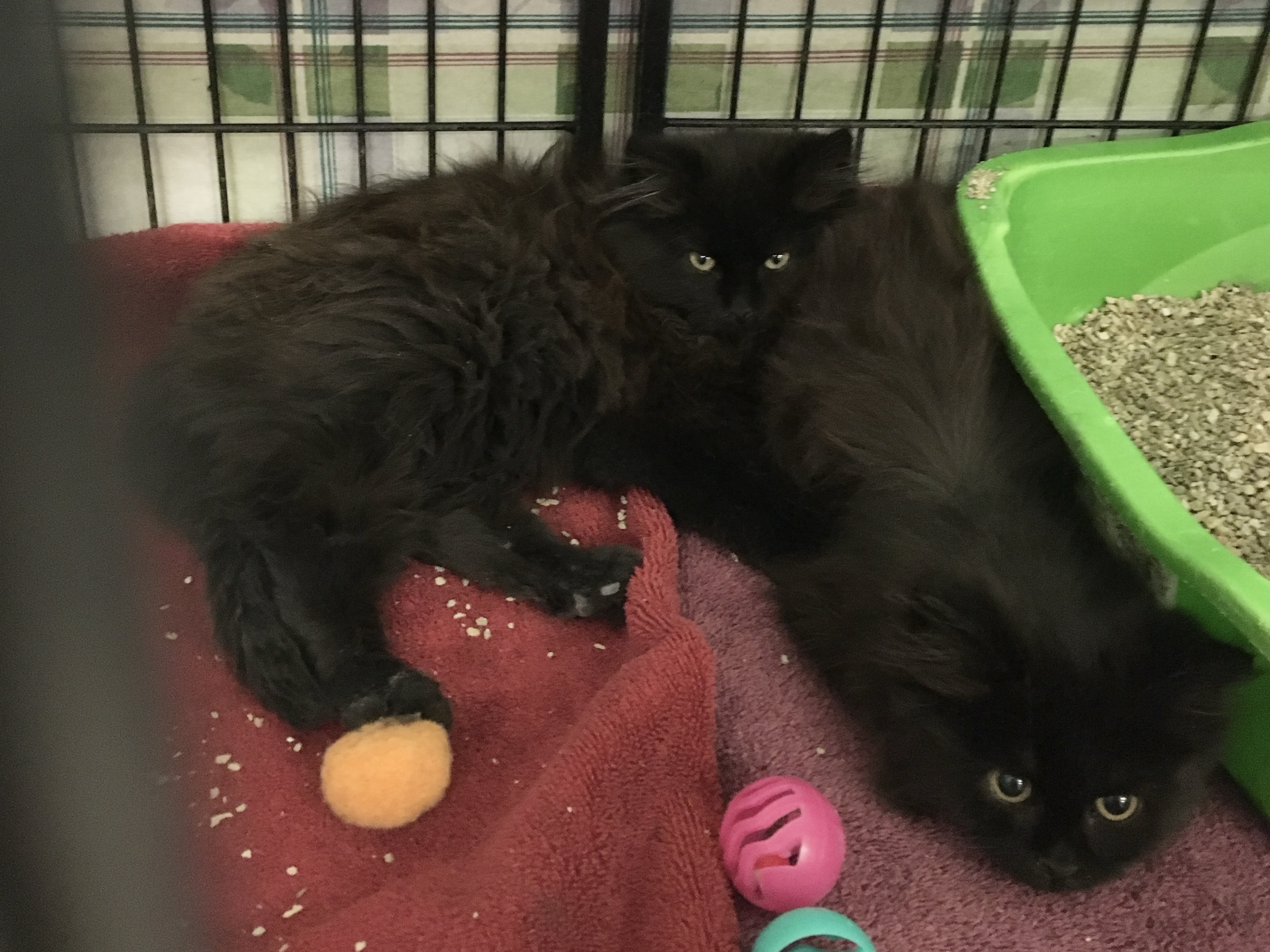 Two black kittens in cage