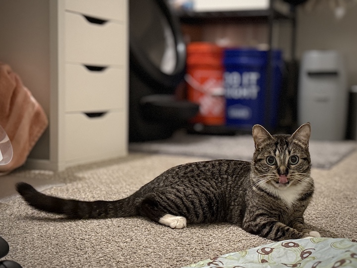 Tabby cat with tongue sticking out