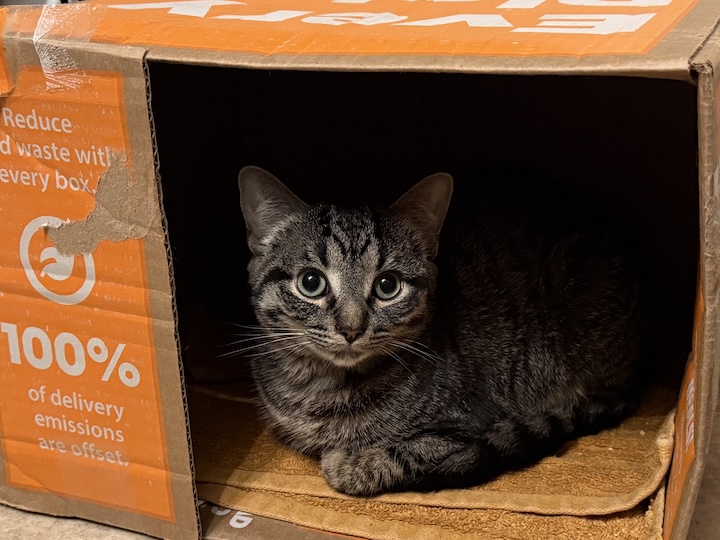 Tabby cat in box
