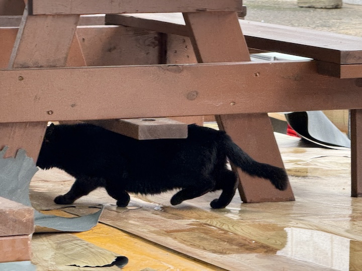 Black cat under picnic table