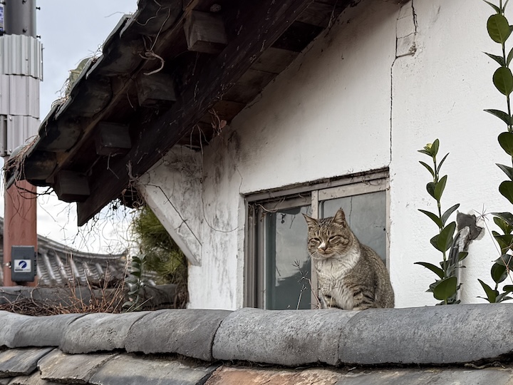 Tabby cat on a roof
