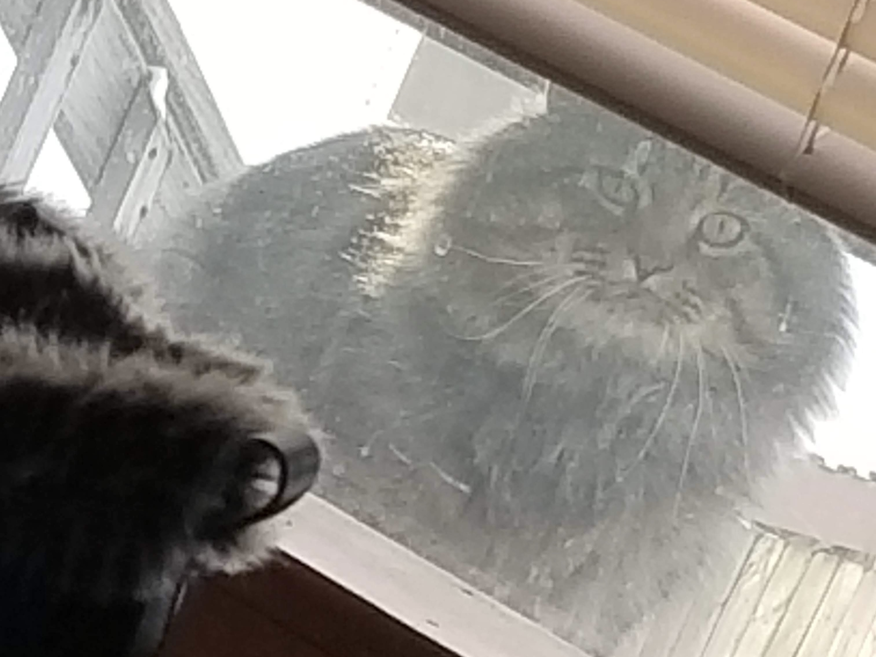 Cat looking in through window