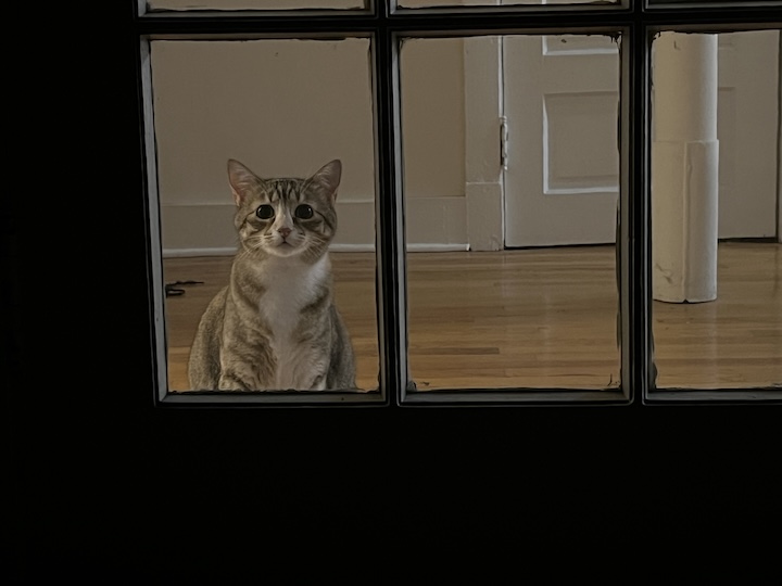 Cat looking through window