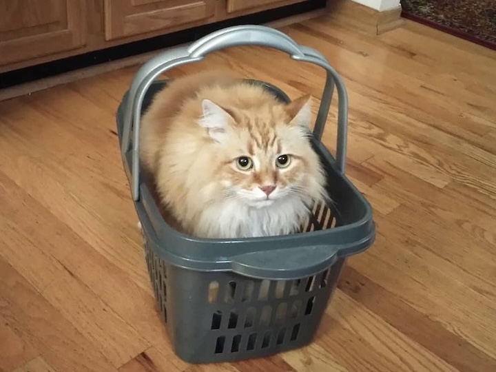 Orange cat in basket