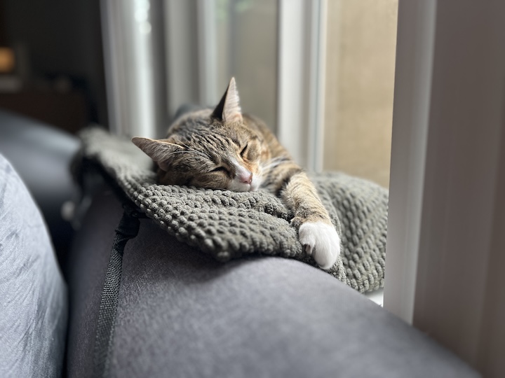 Patched tabby cat by window