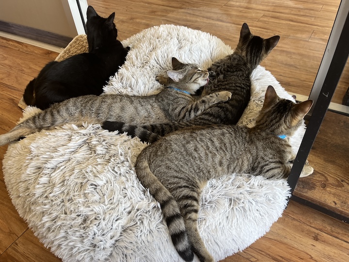 Cats cuddling in pile