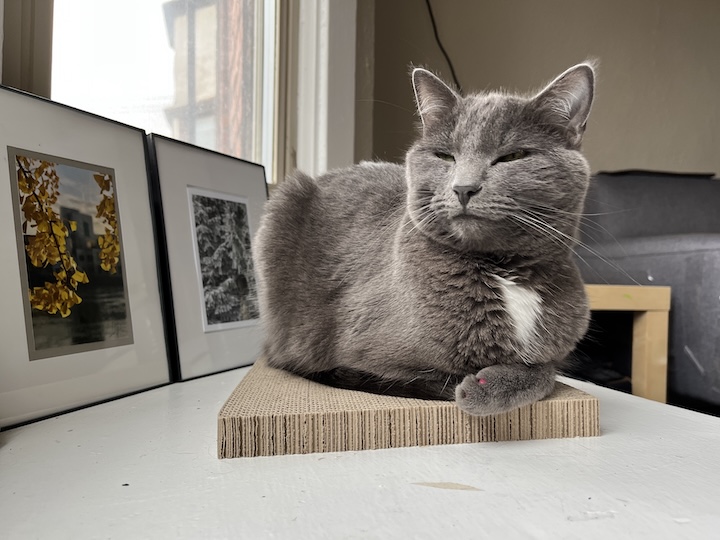 Gray cat sitting on windowsill