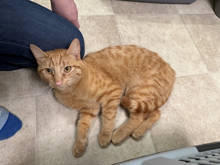 Orange cat lying down