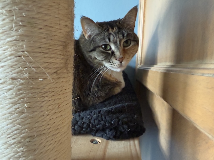 Cat by scratching post