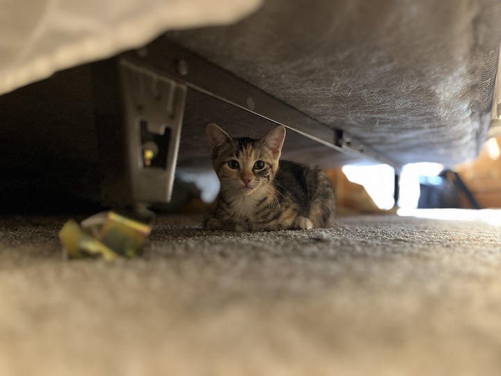 Kitten under bed