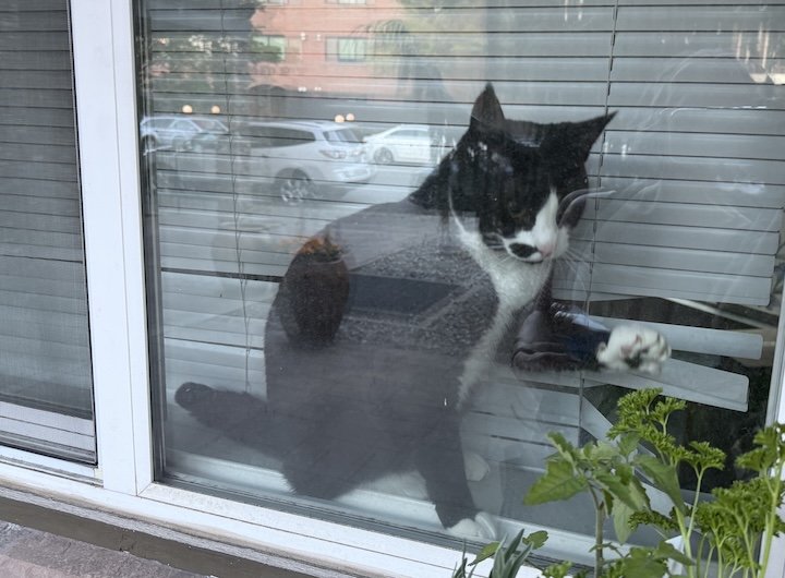 Black-and-white cat looking through window