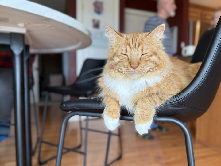 Orange cat on chair