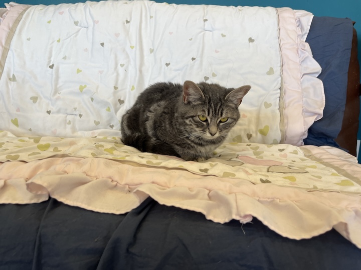 Cat on blanket on couch