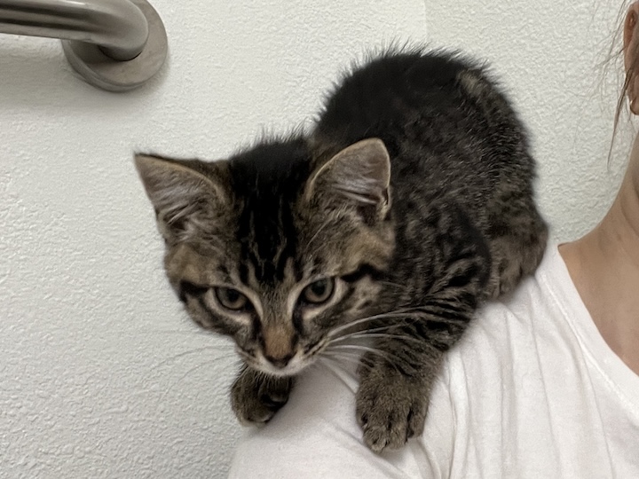 Kitten on shoulder