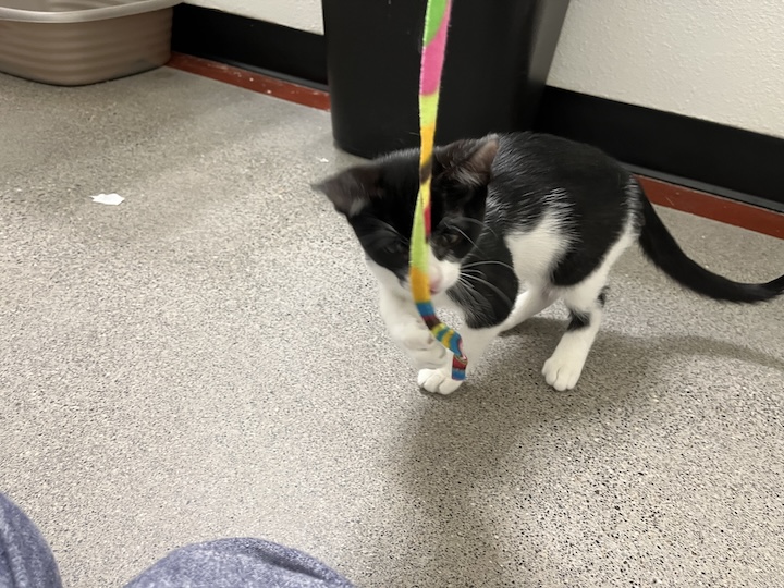 Kitten playing with toy
