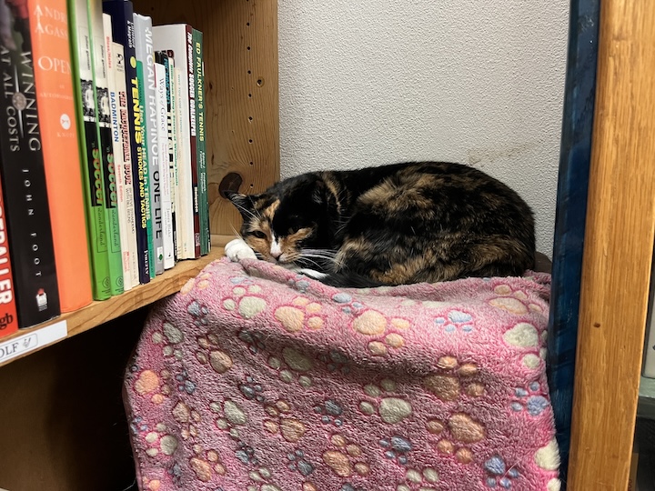 Cat napping by books