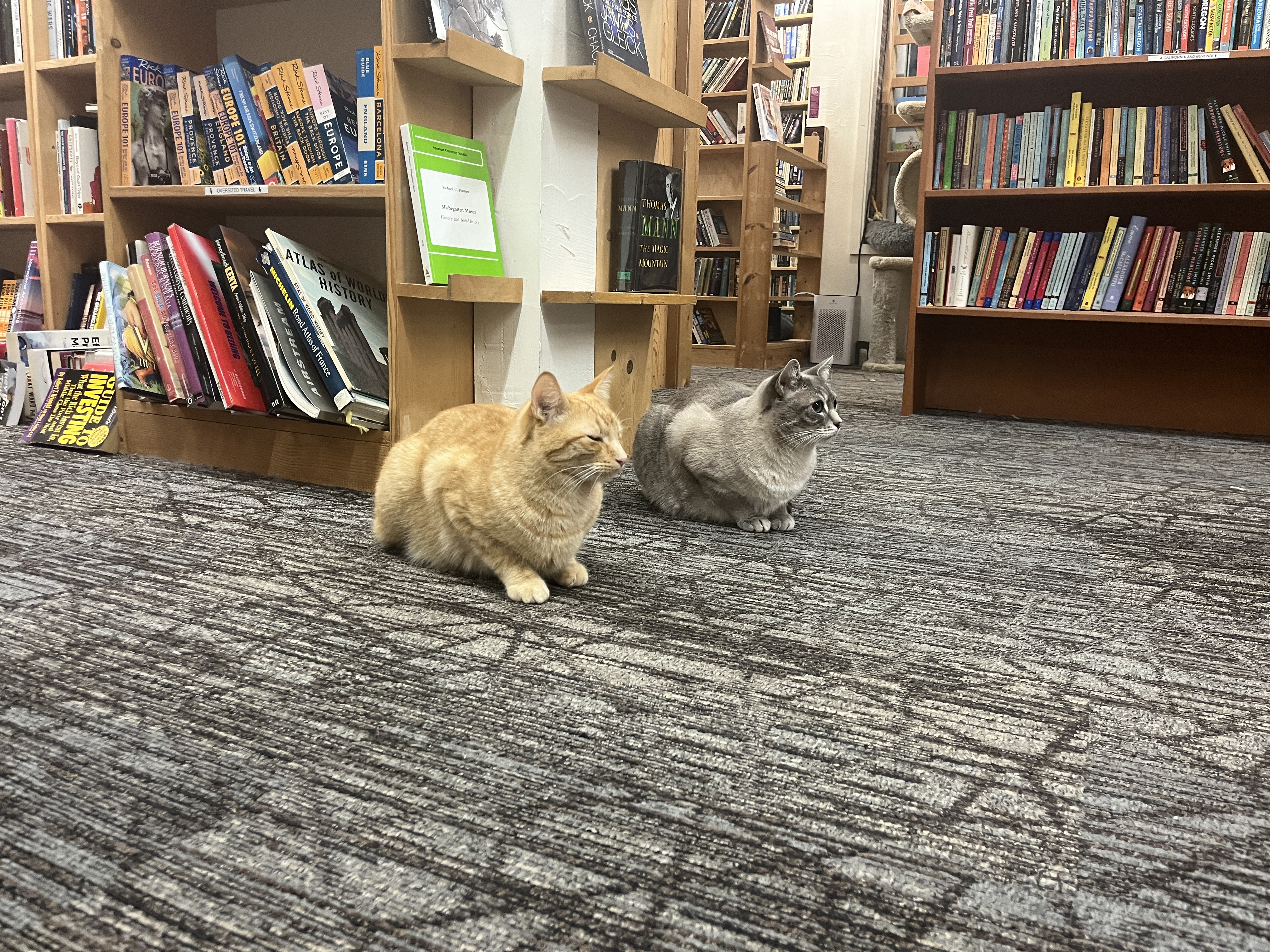 Two cats in bookstore