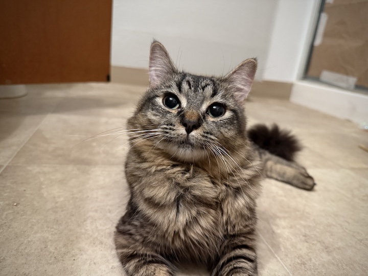 Long-haired tabby cat looking at camera